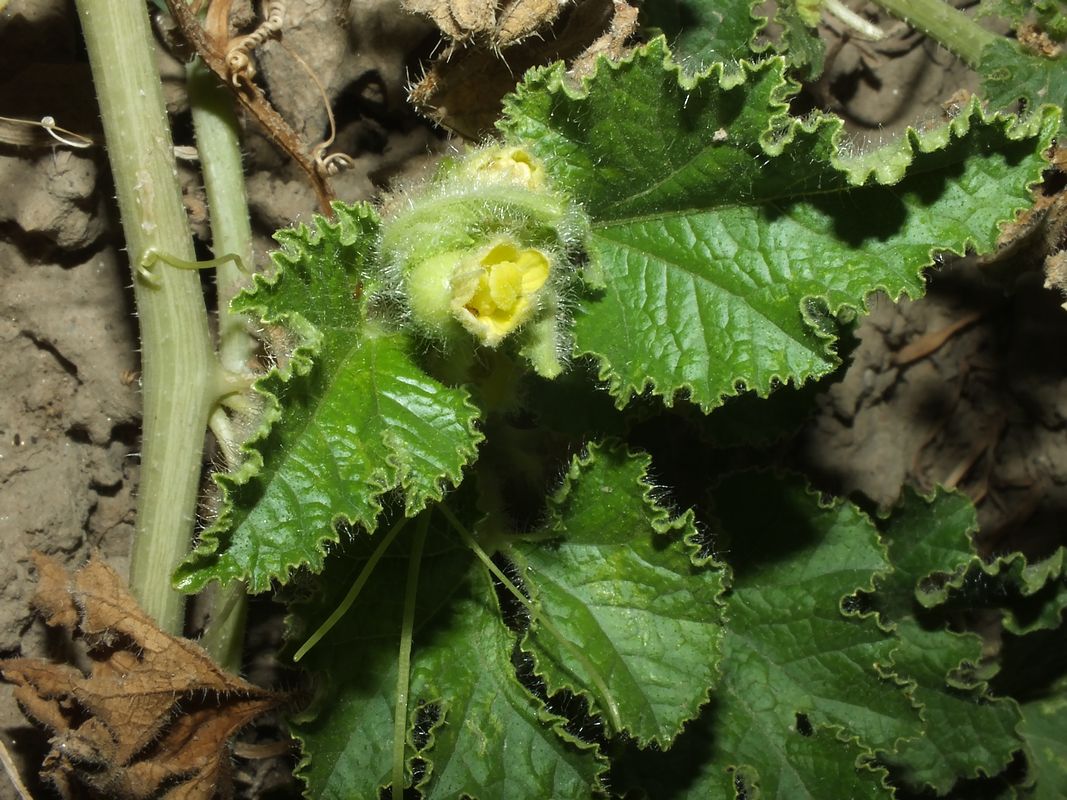 Benincasa fistulosa eFlora of India